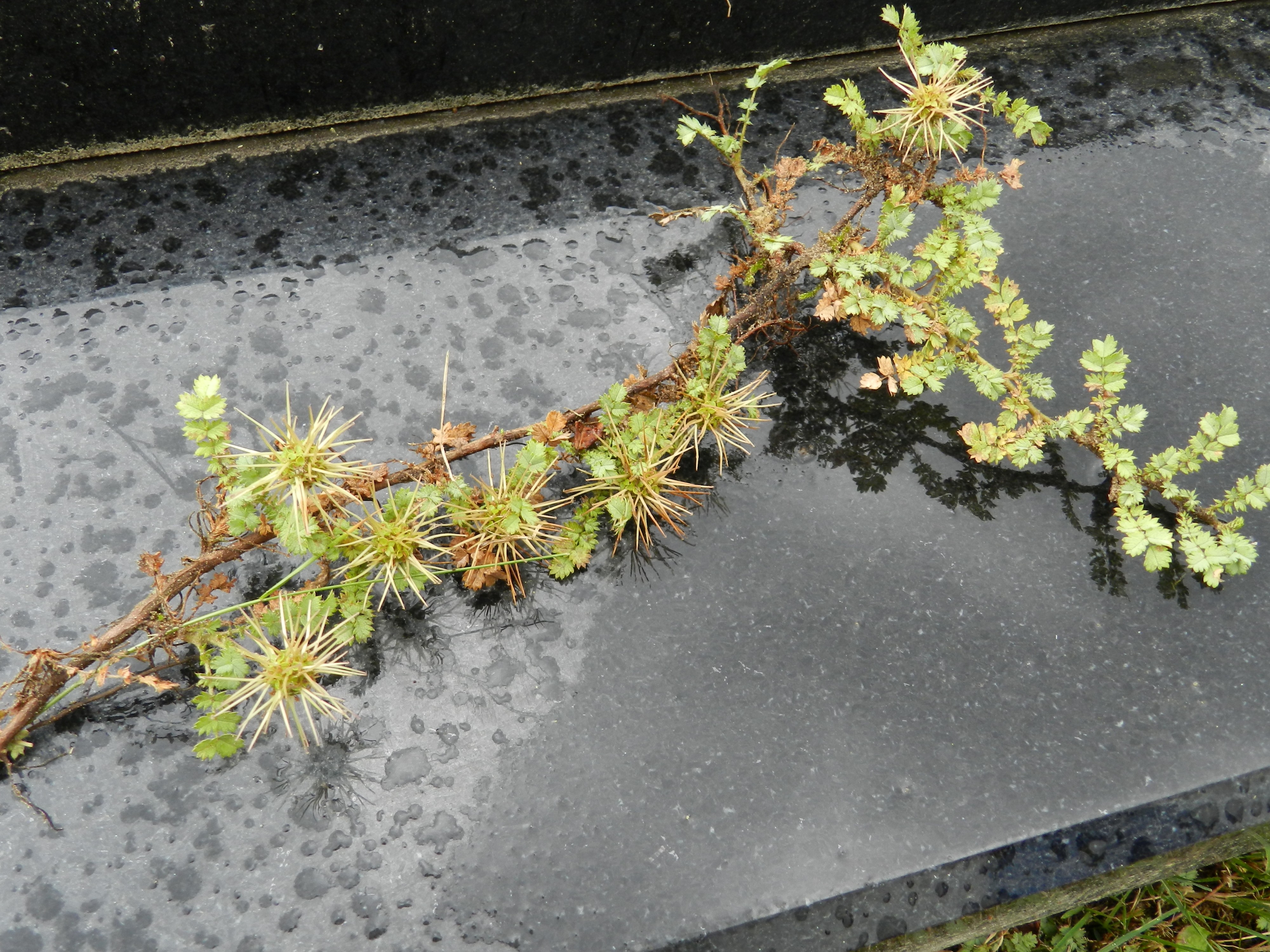 Acaena microphylla (door Rutger Barendse)