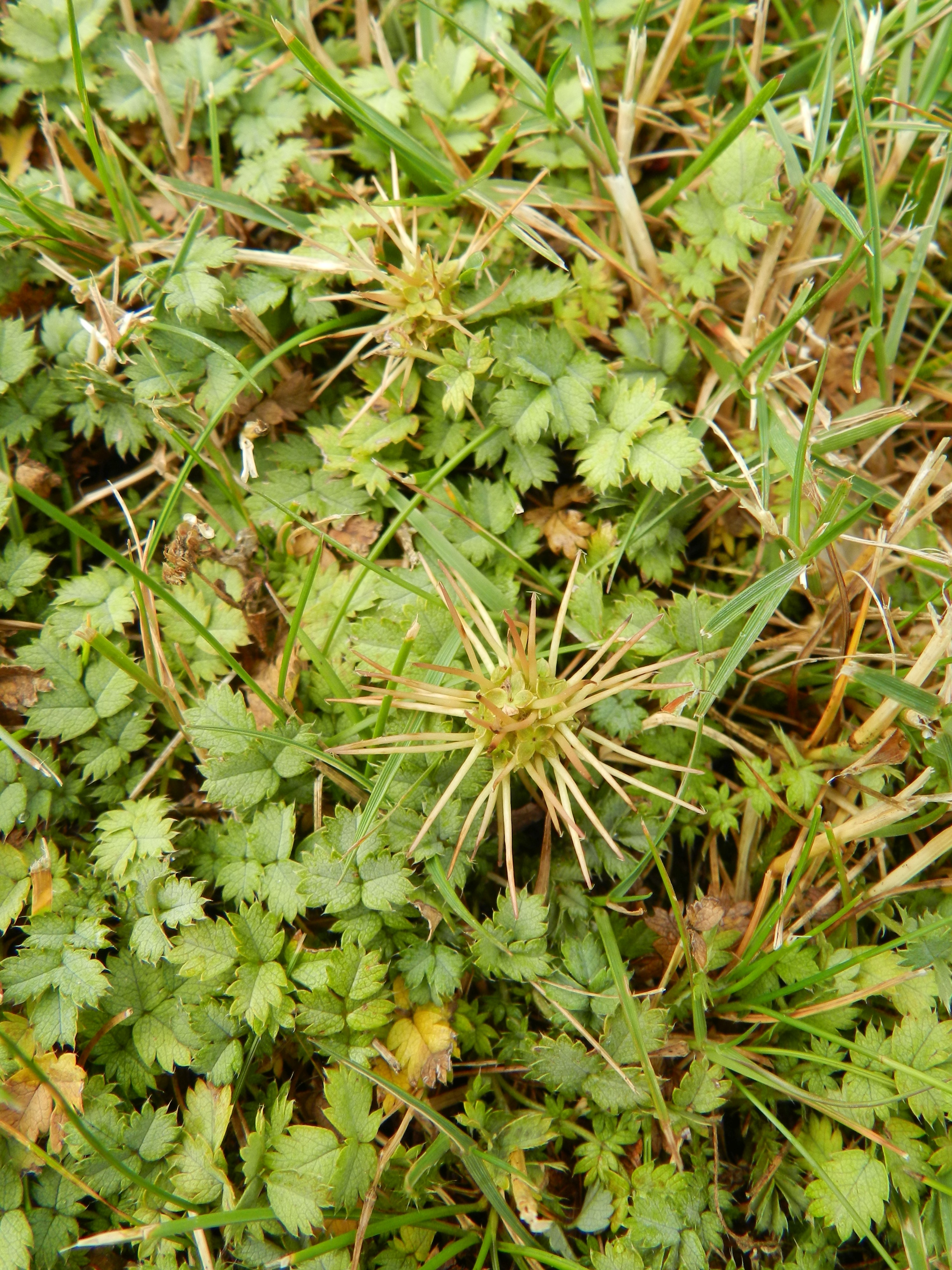 Acaena microphylla (door Rutger Barendse)