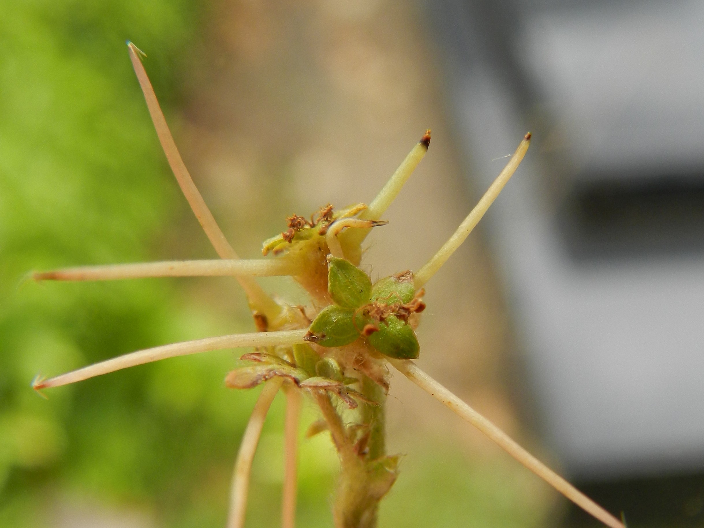 Acaena microphylla (door Rutger Barendse)