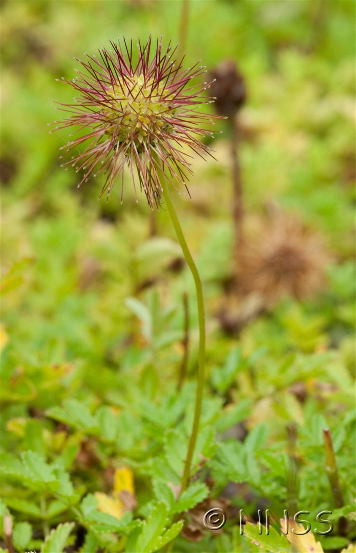 Acaena novae-zelandiae (door GBNNSS)