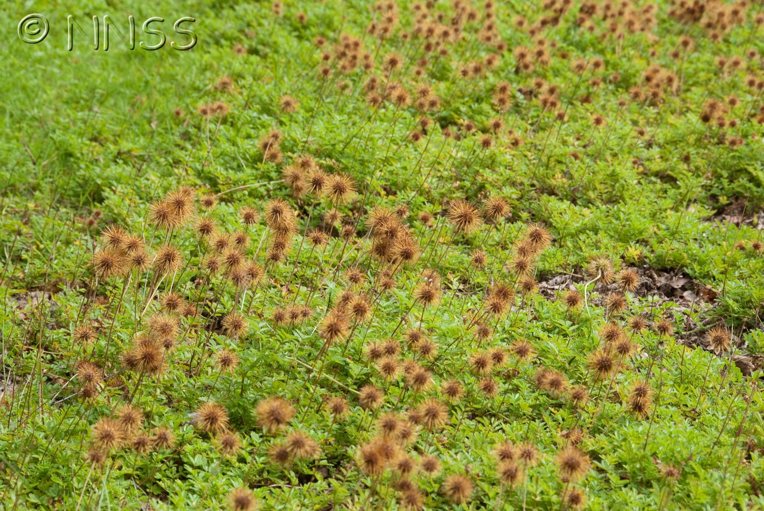 Acaena novae-zelandiae (door GBNNSS)