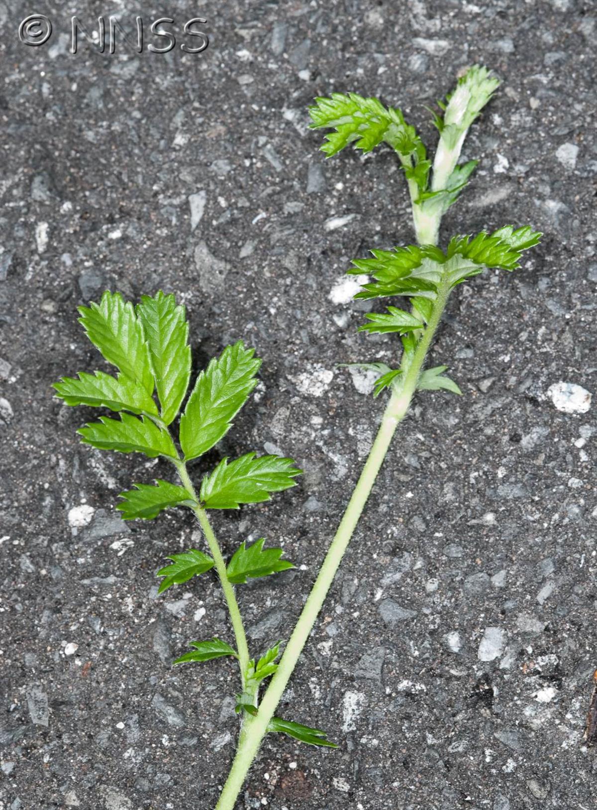 Acaena novae-zelandiae (door GBNNSS)