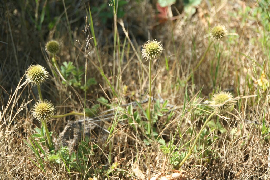 Acaena ovalifolia (door Pieter Stolwijk)