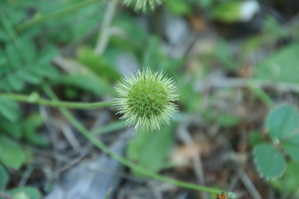 Acaena ovalifolia (door Pieter Stolwijk)