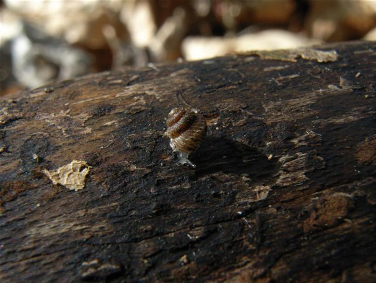 Acanthinula aculeata (door Tello Neckheim)