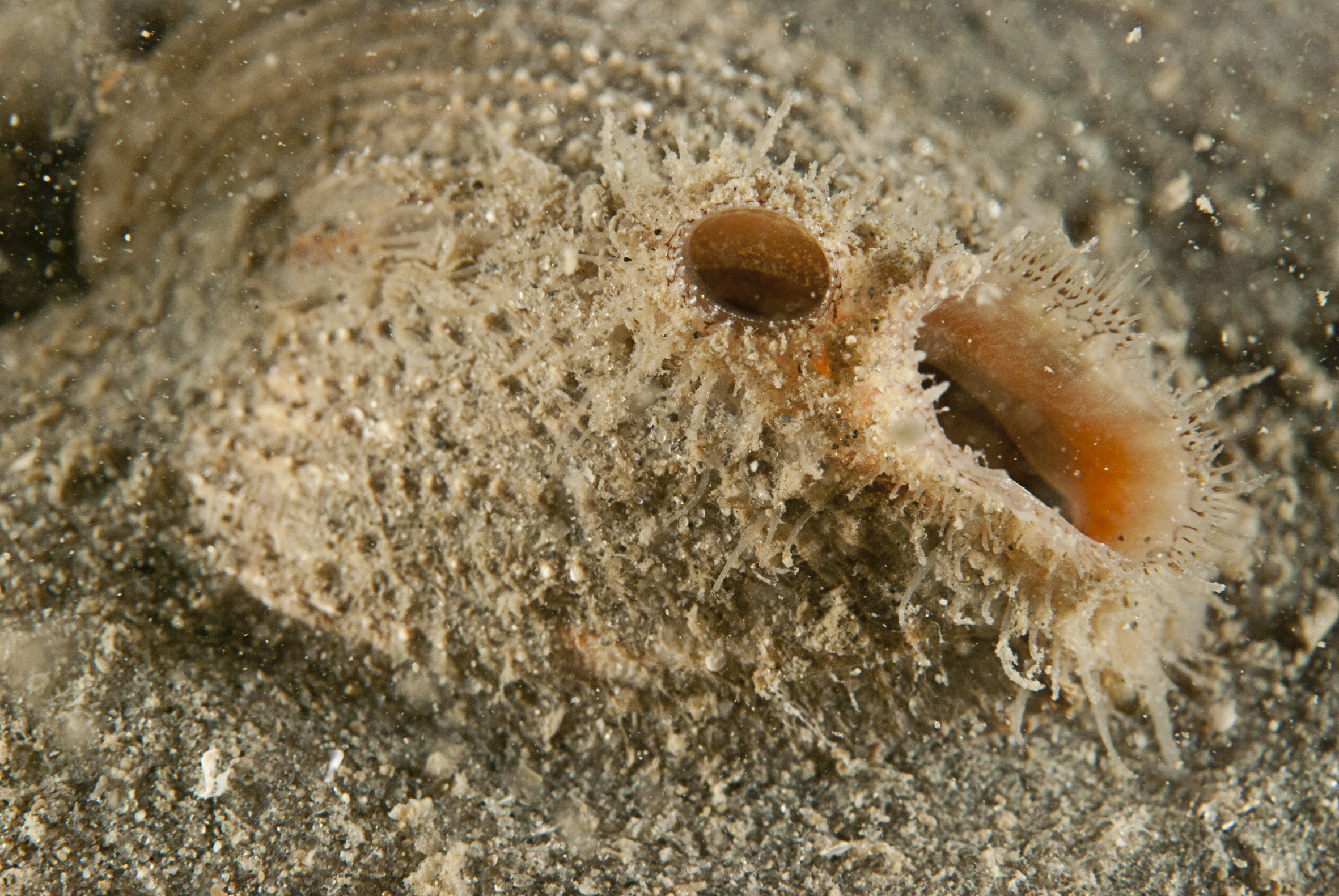 Acanthocardia paucicostata (door Peter H. van Bragt)