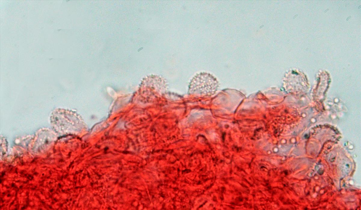 Mycena hawaiiensis (door Menno Boomsluiter)