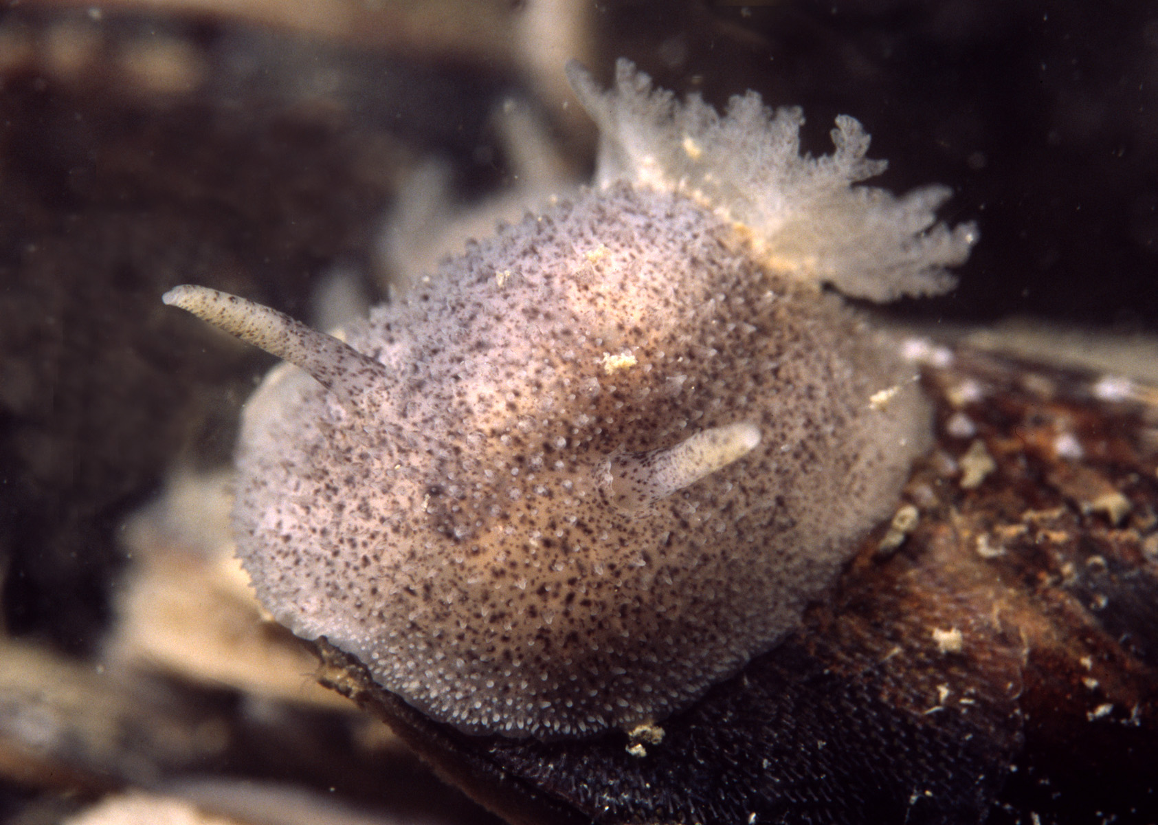 Acanthodoris pilosa (door Marion Haarsma)