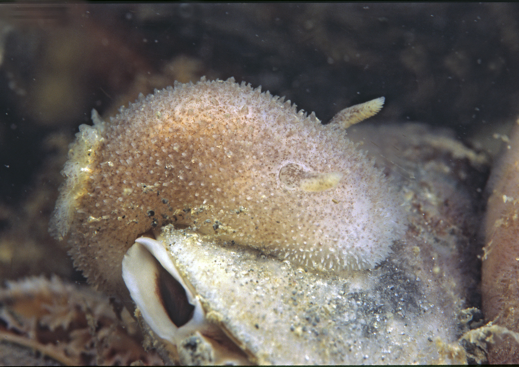 Acanthodoris pilosa (door Marion Haarsma)