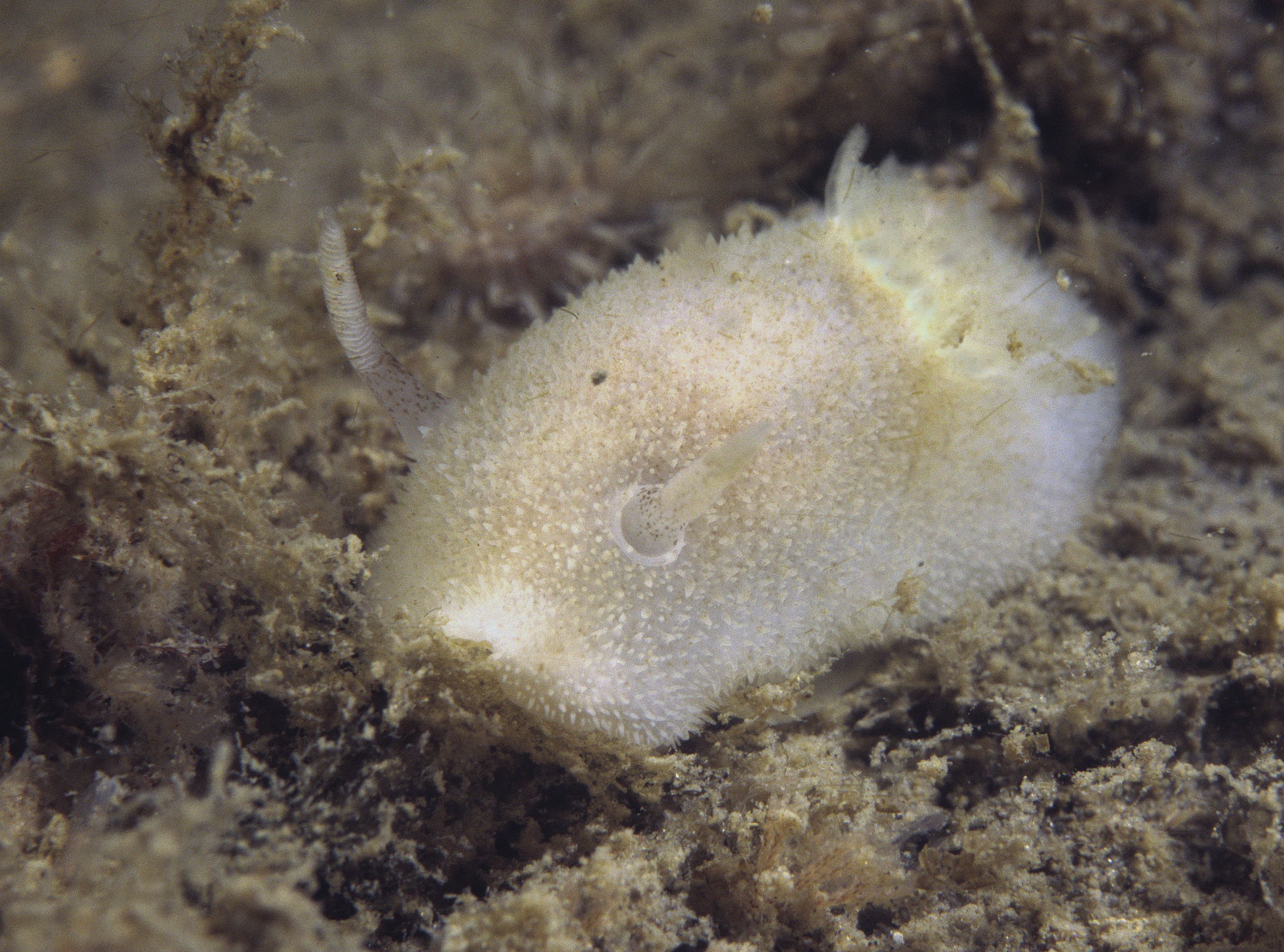 Acanthodoris pilosa (door Marion Haarsma)