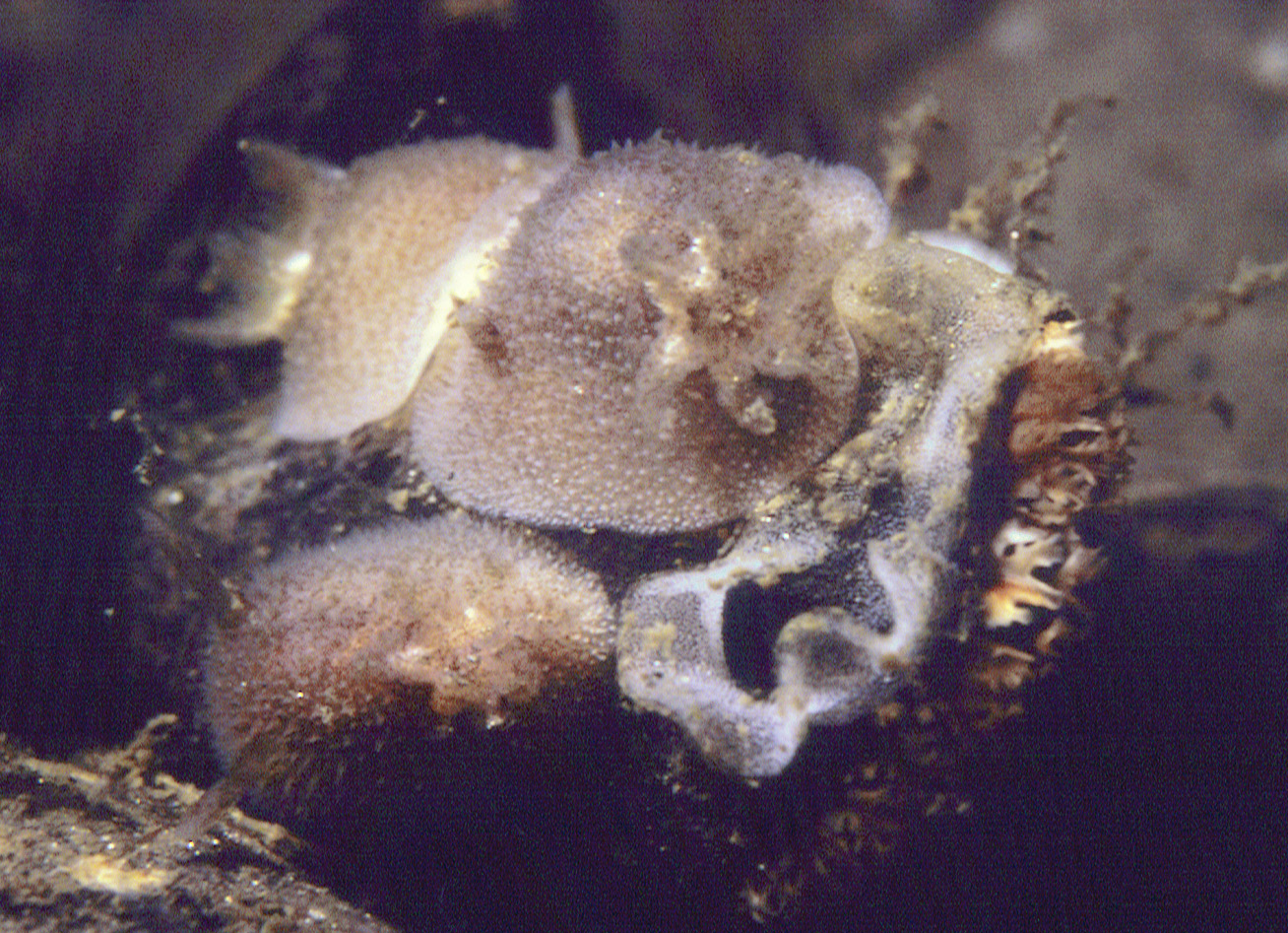 Acanthodoris pilosa (door Marion Haarsma)