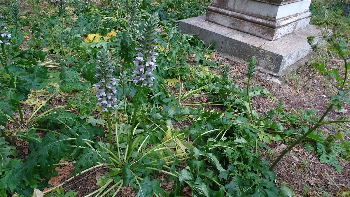 Acanthus mollis (door Joop Schaminée)