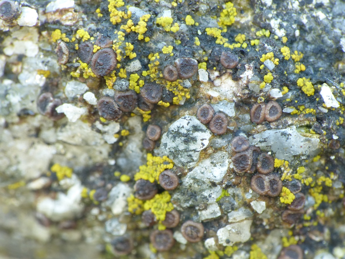 Acarospora subrufula (door Henk-Jan van der Kolk)