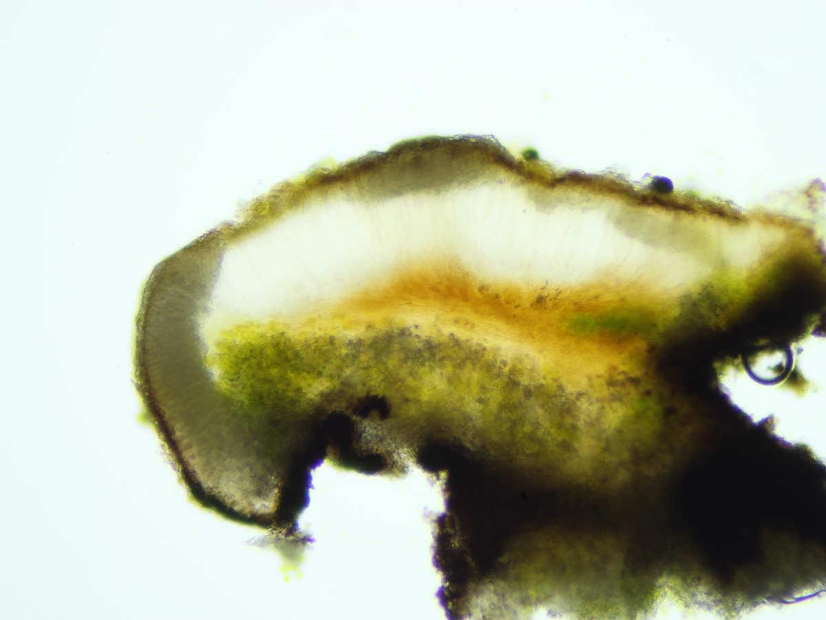 Acarospora subrufula (door Henk-Jan van der Kolk)