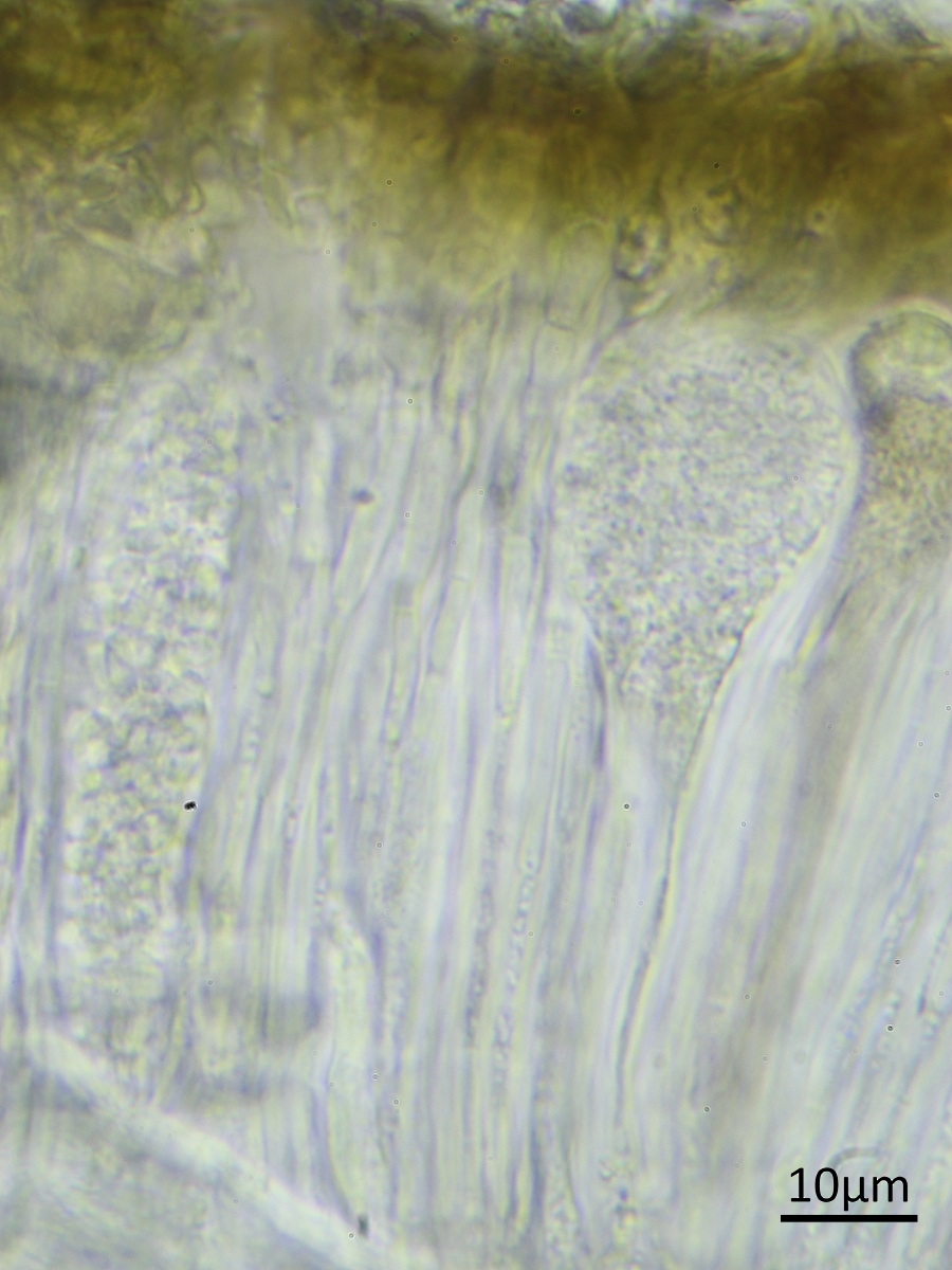 Acarospora subrufula (door Henk-Jan van der Kolk)