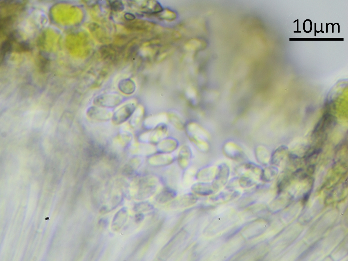 Acarospora subrufula (door Henk-Jan van der Kolk)