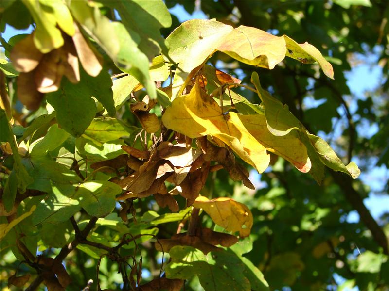 Acer campestre (door Adrie van Heerden)