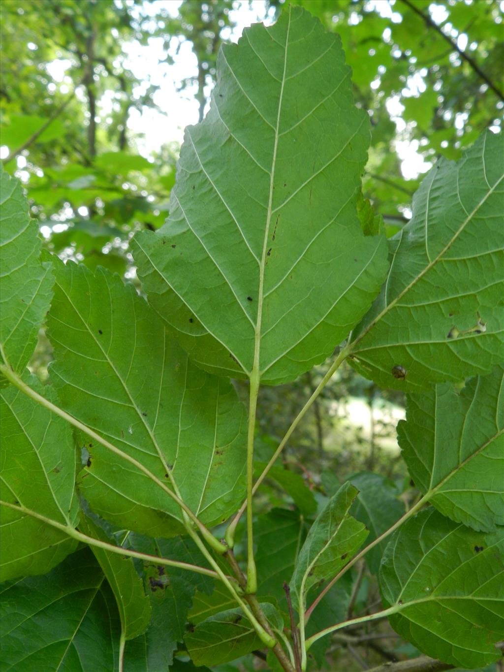 Acer rufinerve (door Rutger Barendse)