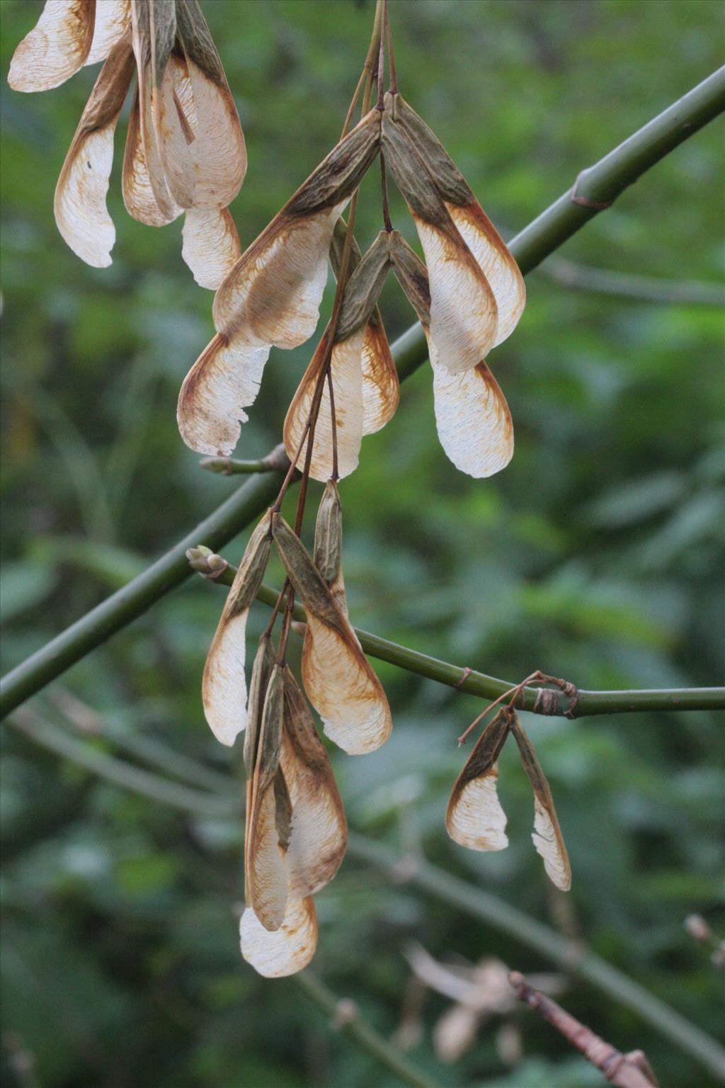 Acer negundo (door Rutger Barendse)