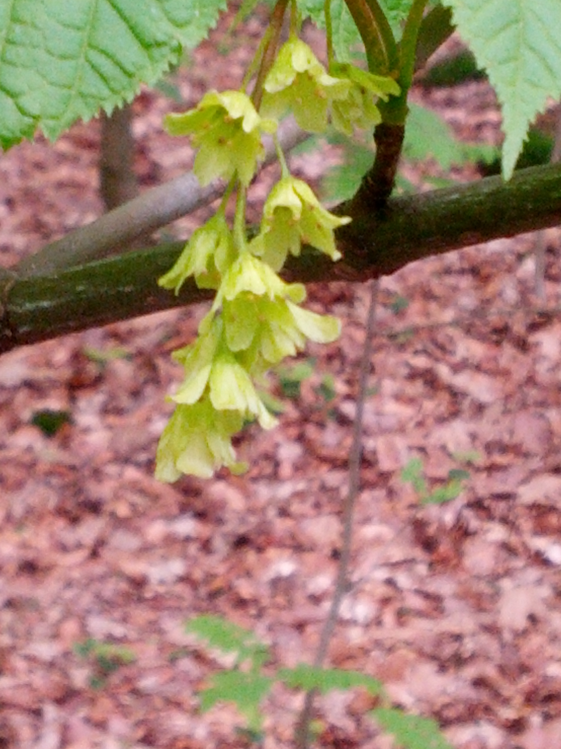 Acer pensylvanicum (door Ruud Beringen)