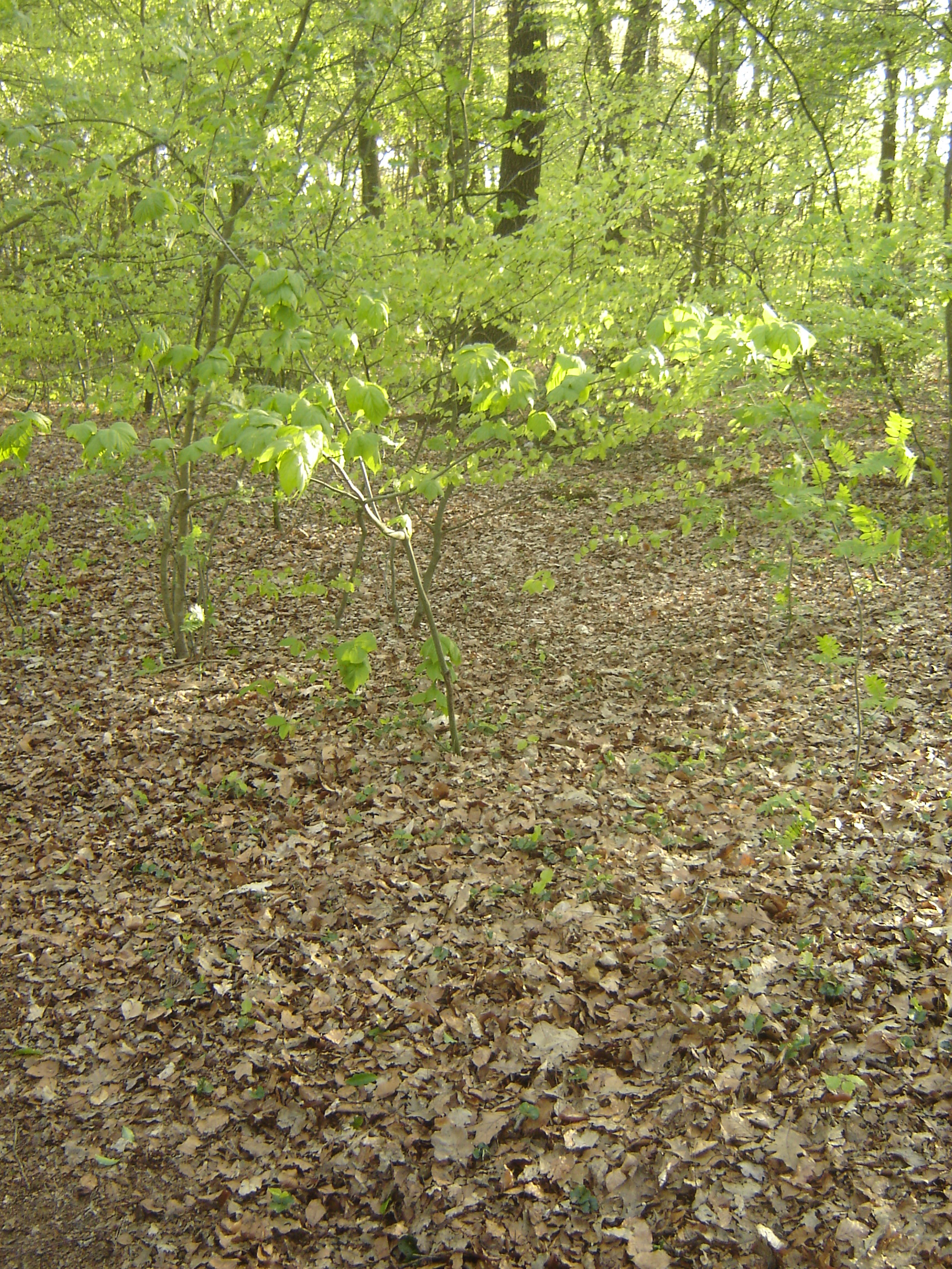 Acer pensylvanicum (door Ruud Beringen)