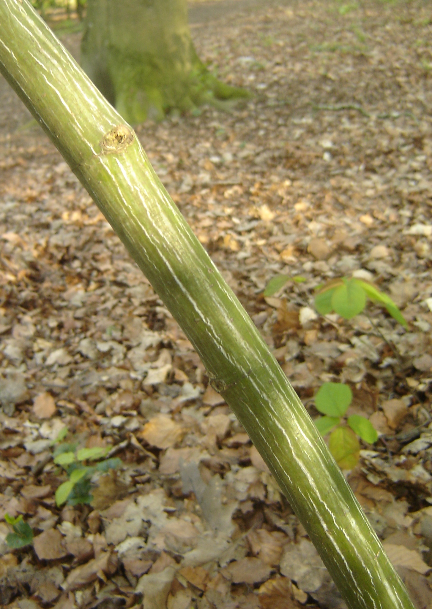 Acer pensylvanicum (door Ruud Beringen)