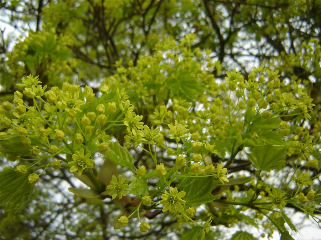 Acer platanoides (door Ruud Beringen)