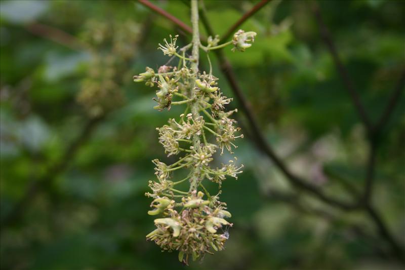 Acer pseudoplatanus (door Niels Jeurink)