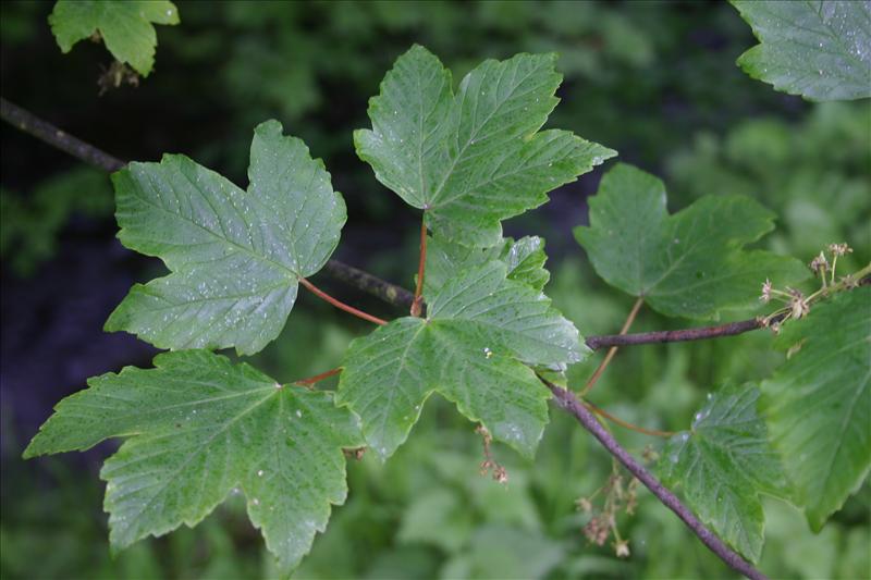 Acer pseudoplatanus (door Niels Jeurink)