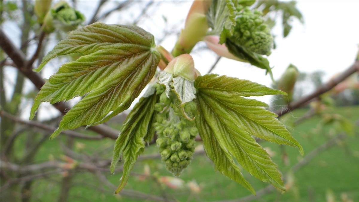 Acer pseudoplatanus (door Joop Schaminée)