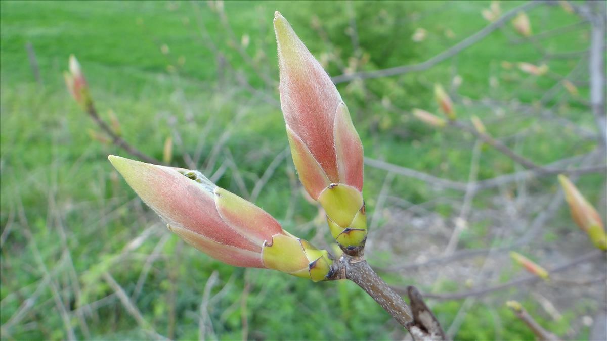 Acer pseudoplatanus (door Joop Schaminée)