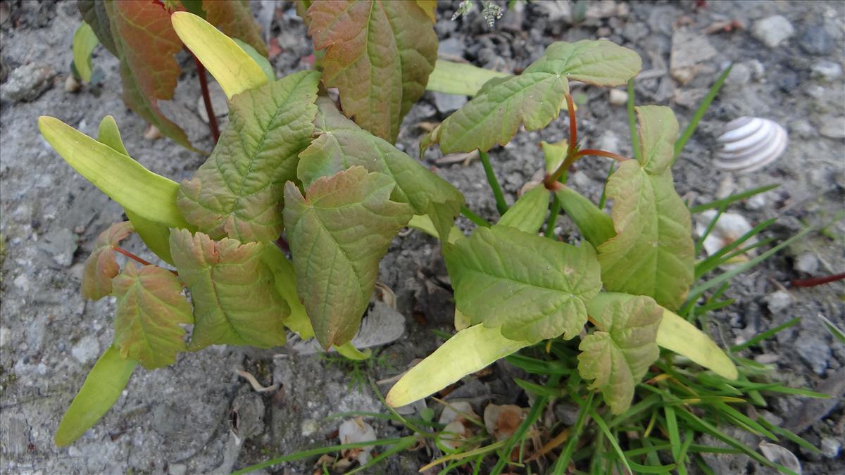 Acer pseudoplatanus (door Joop Schaminée)