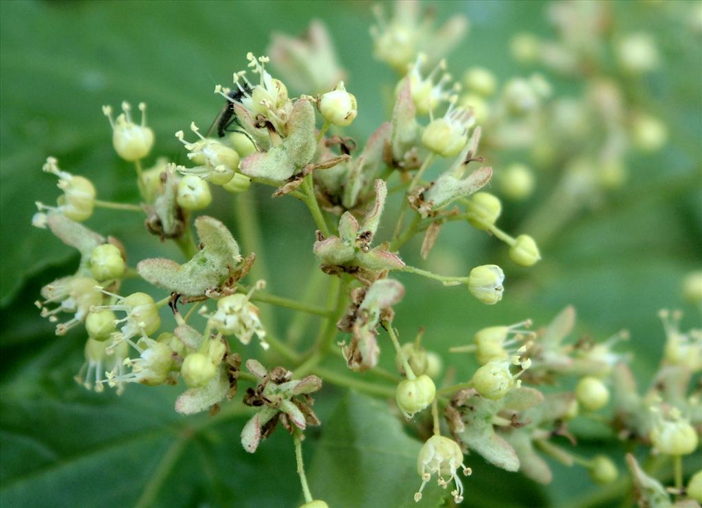 Acer tataricum (door Adrie van Heerden)