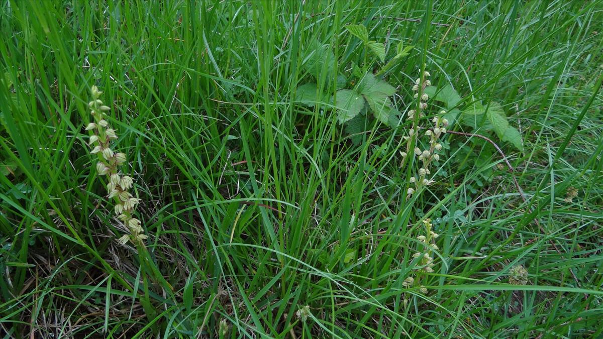 Orchis anthropophora (door Joop Schaminée)