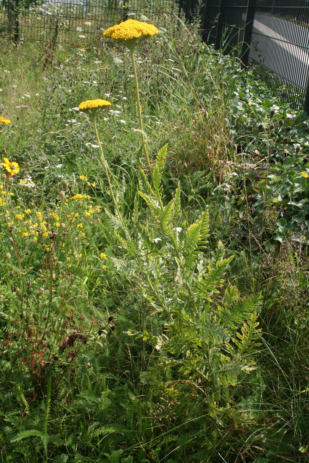 Achillea filipendulina (door Gertjan van Mill)