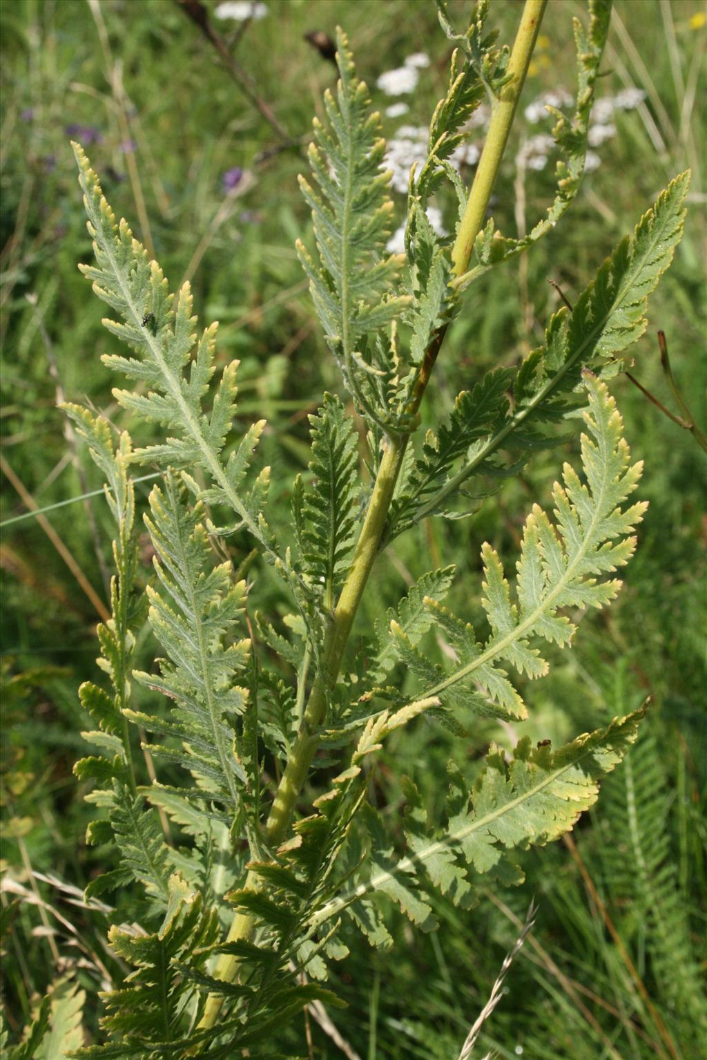 Achillea filipendulina (door Gertjan van Mill)