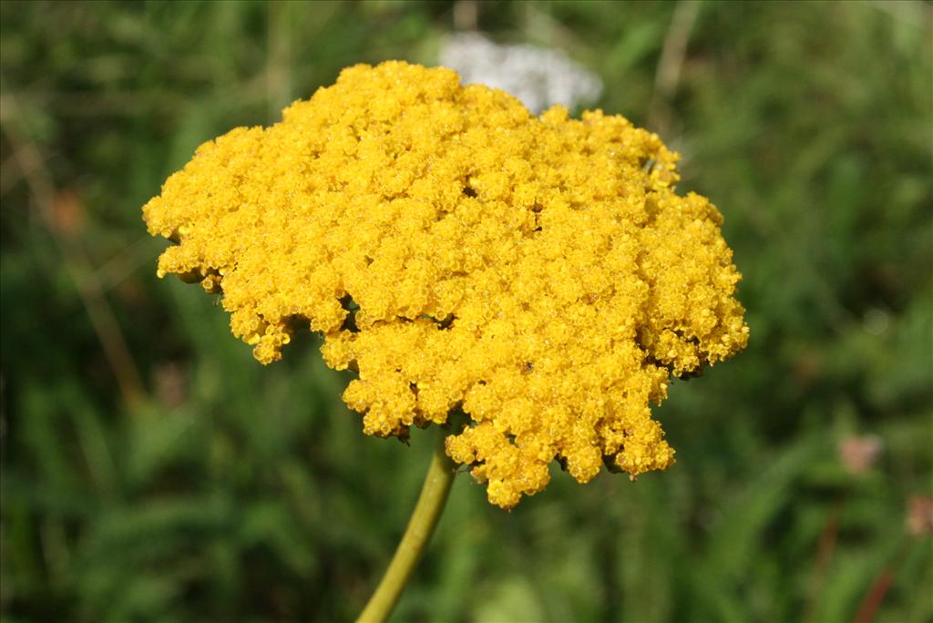 Achillea filipendulina (door Gertjan van Mill)