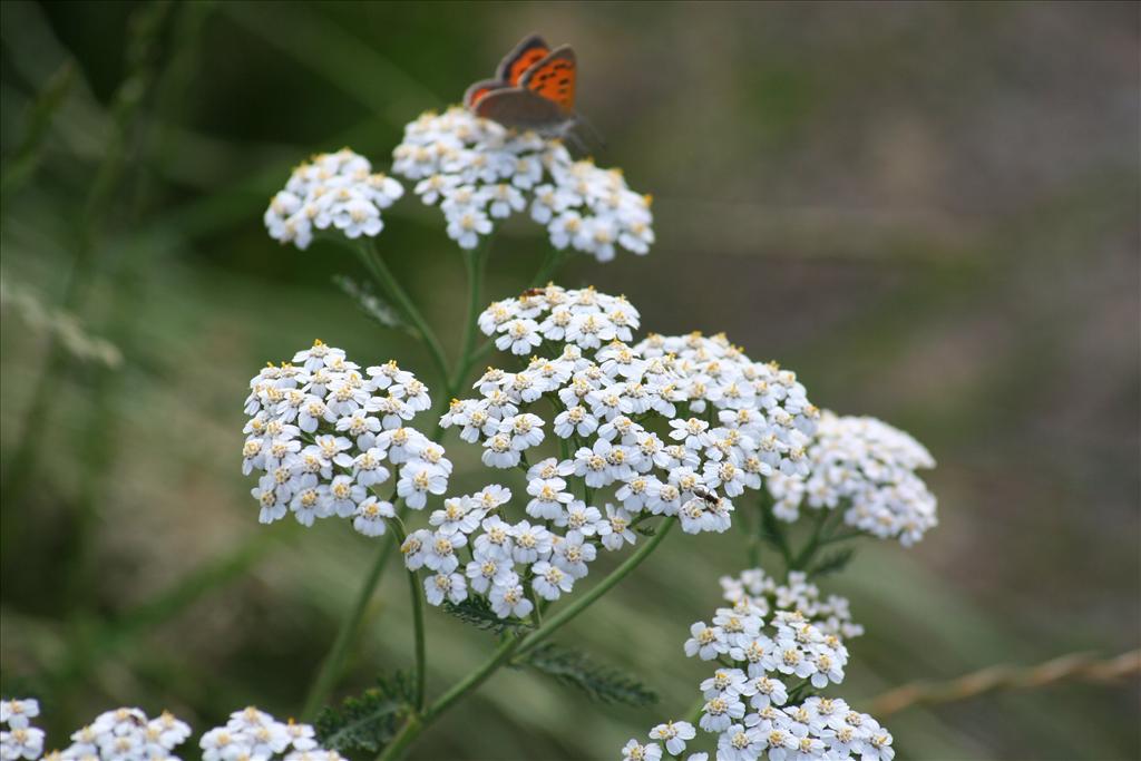 Achillea millefolium (door Pieter Stolwijk)