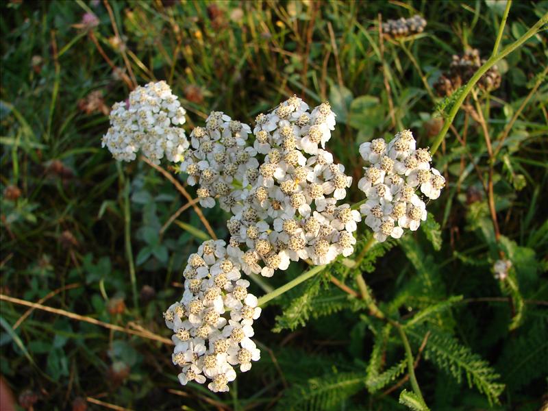 Achillea millefolium (door Adrie van Heerden)