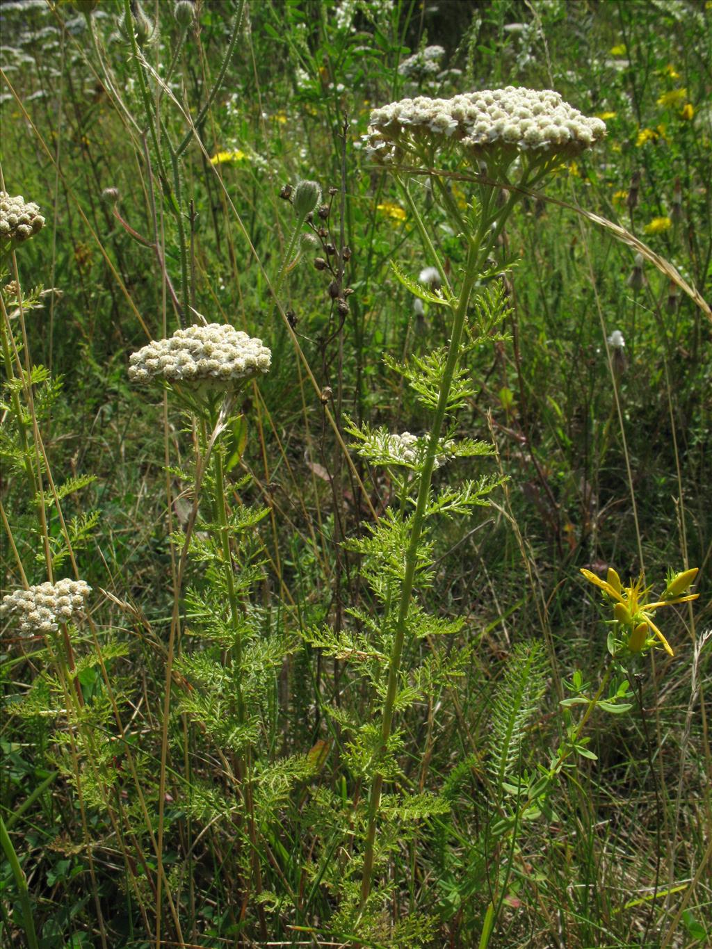 Achillea nobilis (door Rutger Barendse)