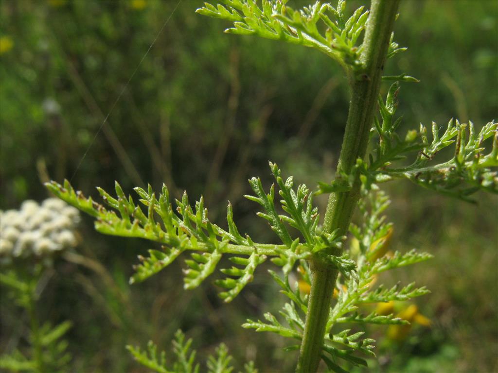 Achillea nobilis (door Rutger Barendse)