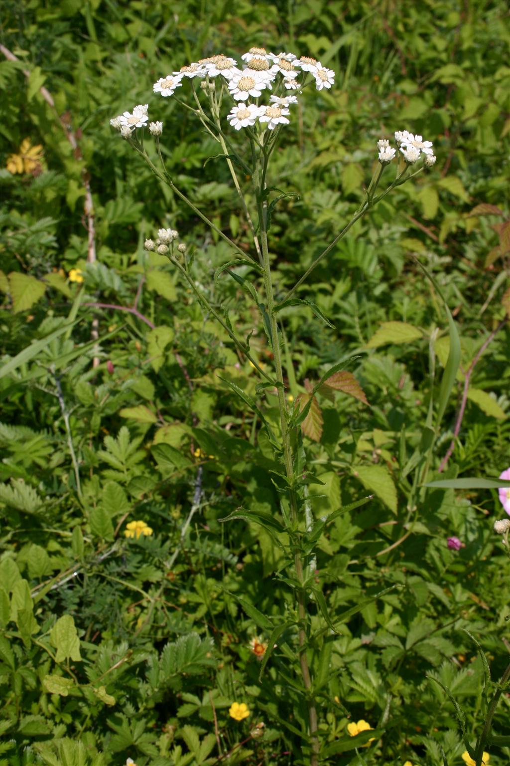 Achillea ptarmica (door Niels Jeurink)