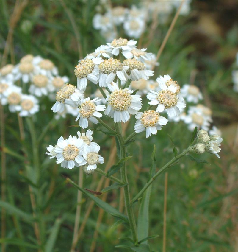 Achillea ptarmica (door Adrie van Heerden)