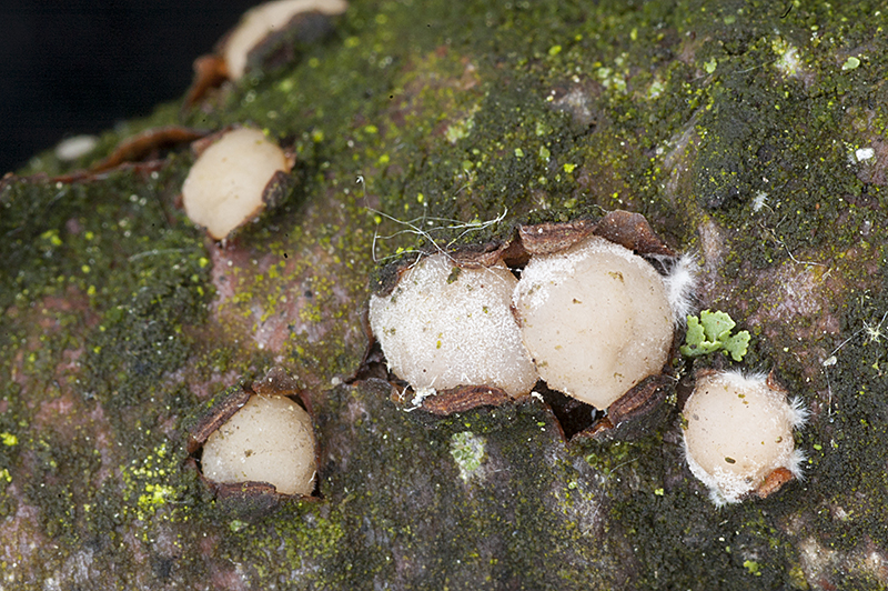 Achroomyces disciformis (door Nico Dam)