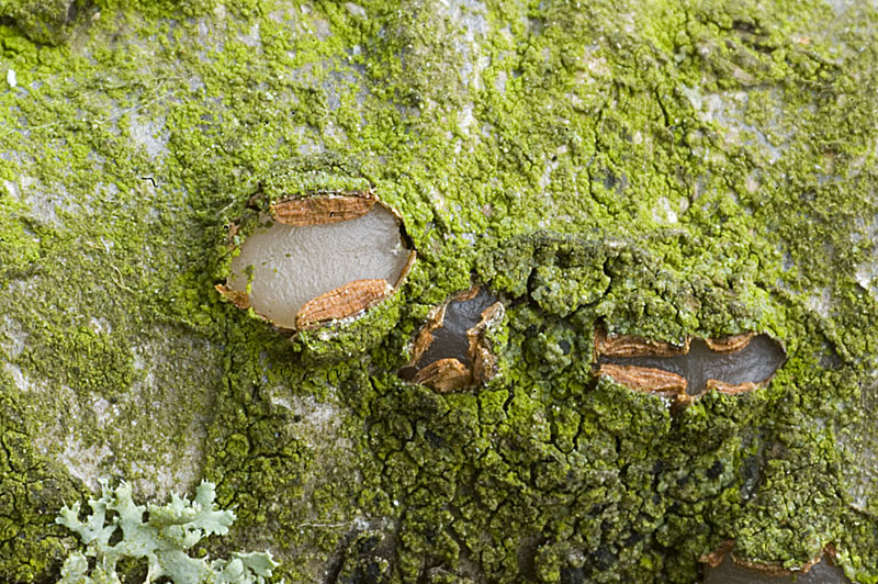 Achroomyces disciformis (door Nico Dam)