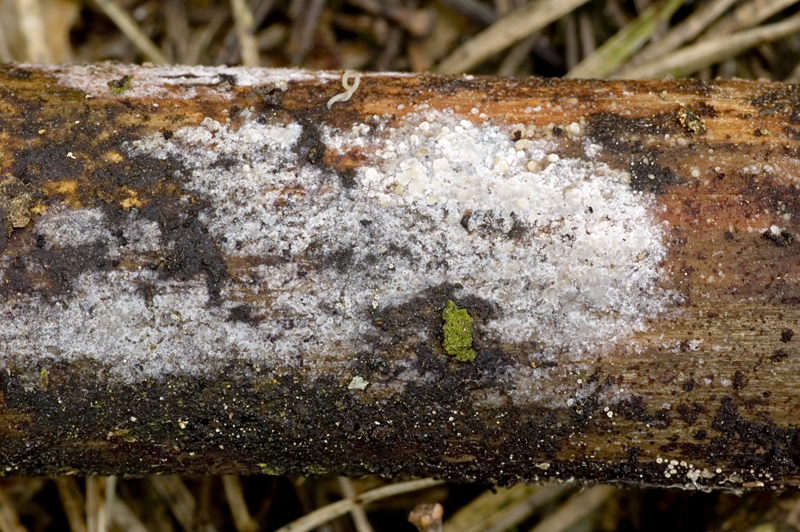 Platygloea effusa (door Nico Dam)