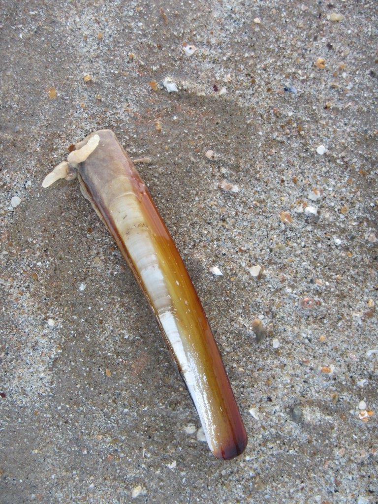 Alcyonidium condylocinereum (door Francis Kerckhof)