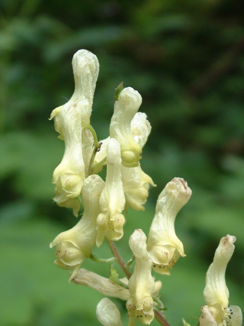 Aconitum vulparia (door Adrie van Heerden)