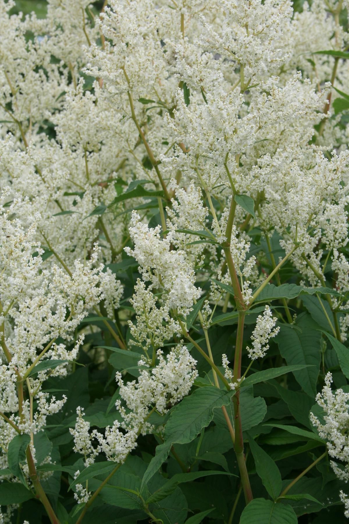 Persicaria x fennica (door Uleli, Wikimedia)