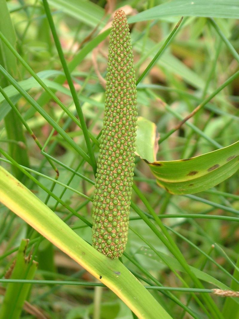 Acorus calamus (door Adrie van Heerden)